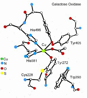 Galactose Oxidase